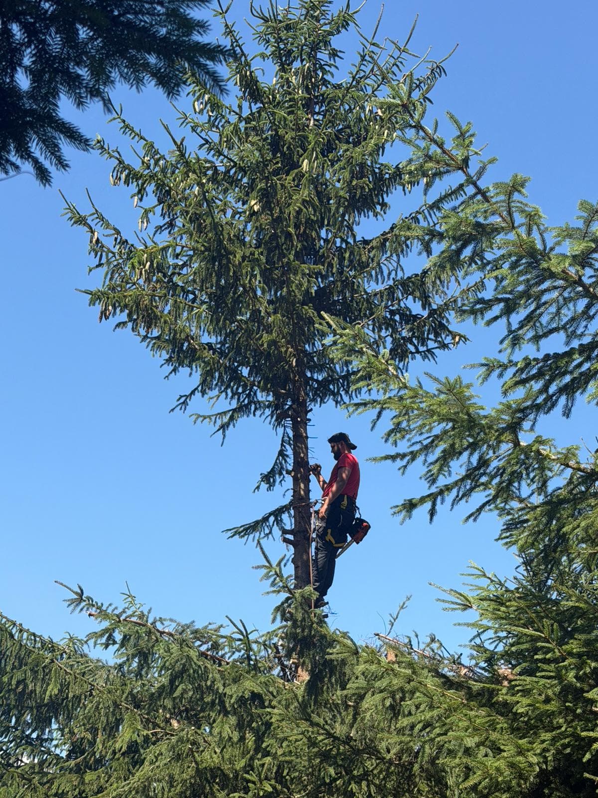 Chantier d'élagage Extrême élagage à Sallanches