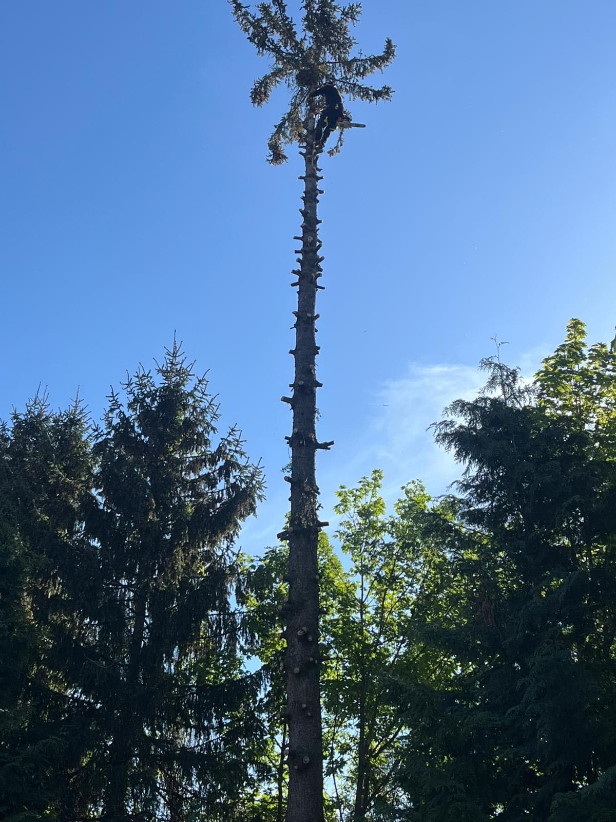 Chantier d'élagage Extrême élagage à Sallanches