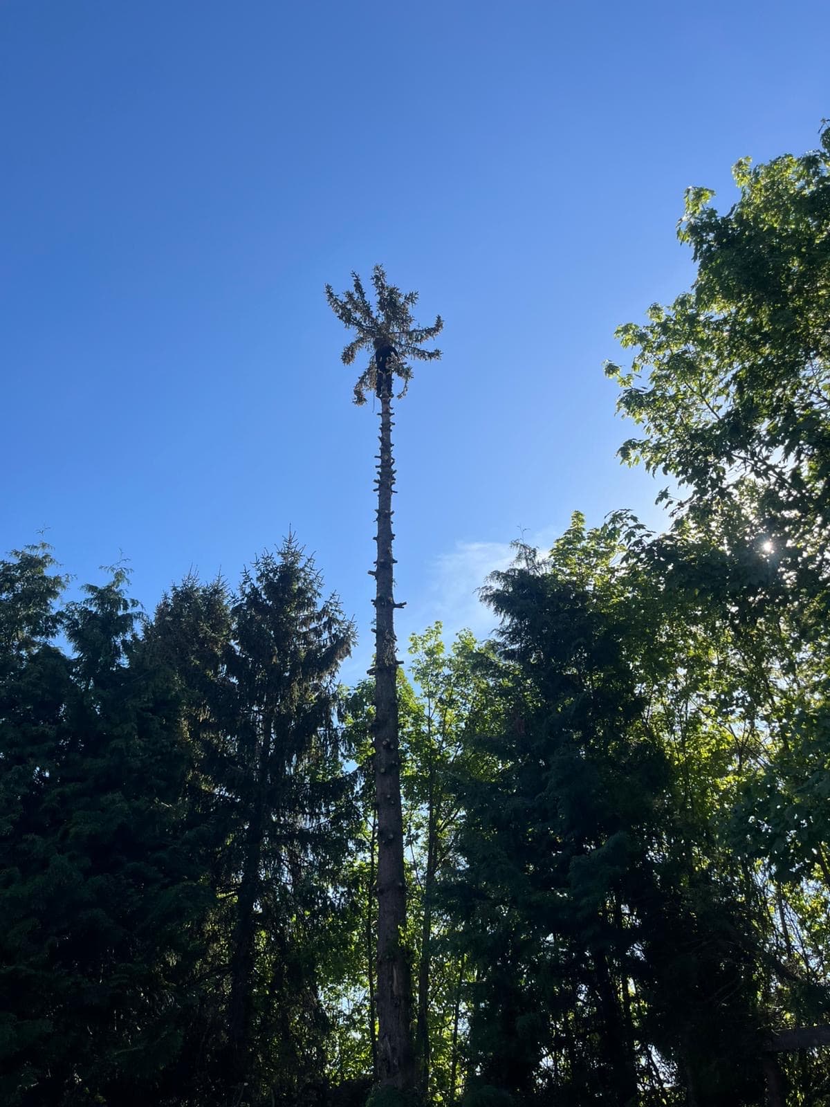 Chantier d'élagage Extrême élagage à Sallanches